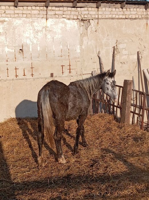 Обменяю кобылу на бычков