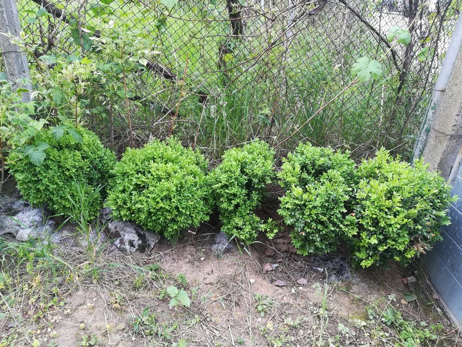 Различни чемшири за красиви градини