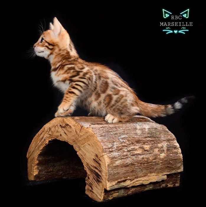 Элитные котята. БЕНГАЛЫ. Детки!