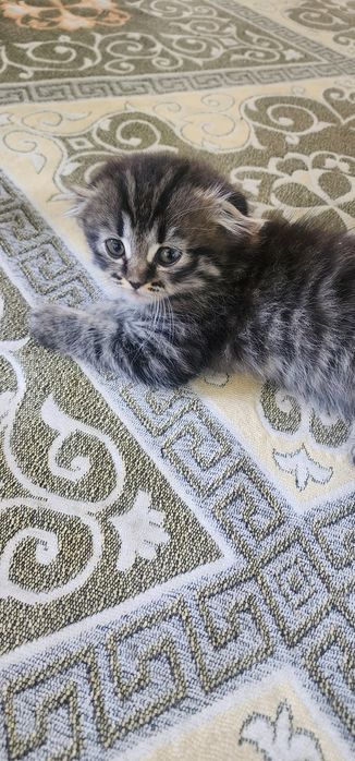 Котята продоется