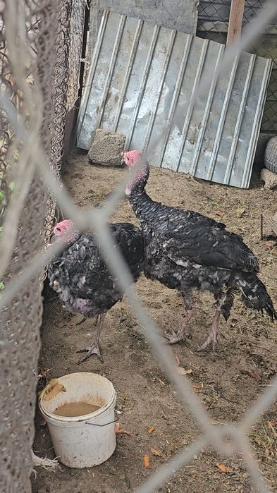 Үндік сатылады 9 10кг