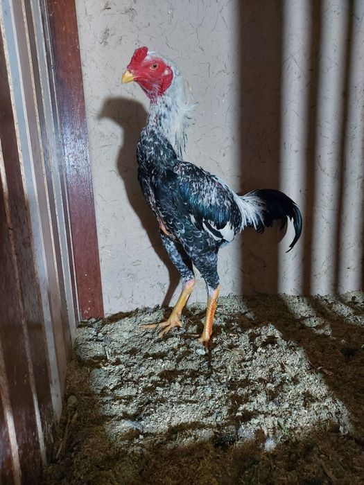 Avgusta chiqan juja sotiladi