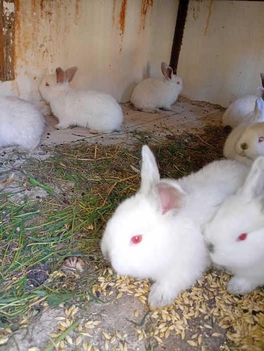 Iepurași californieni