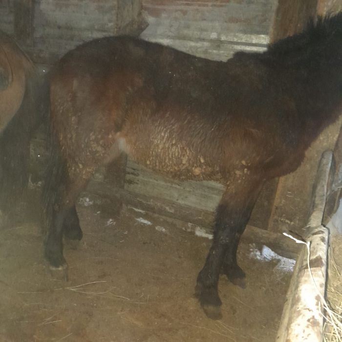 Продам тай с откорма