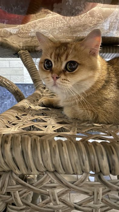 британская короткошёрстная кошка золотая шиншилла, кастрированный