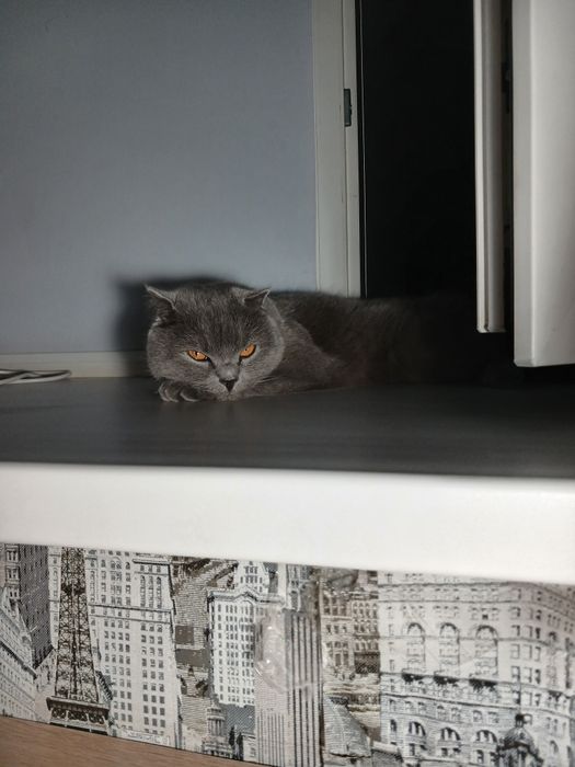 Отдам кошку в добрые руки