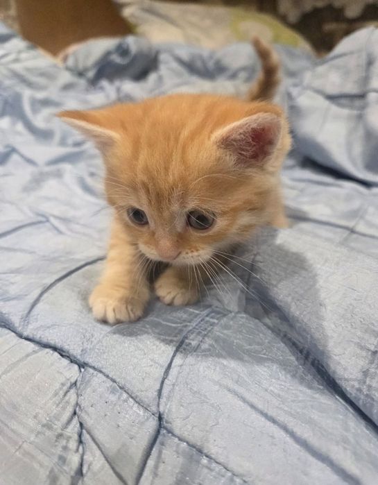 Котята британец смешанный