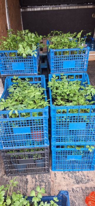 Leustean ghiveci rasad