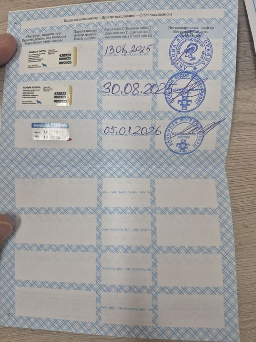 Немецкая овчарка