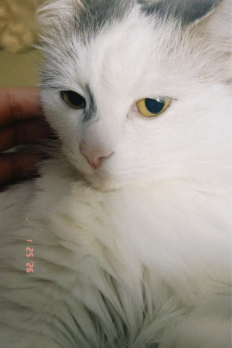 отдам кошку в хорошие руки