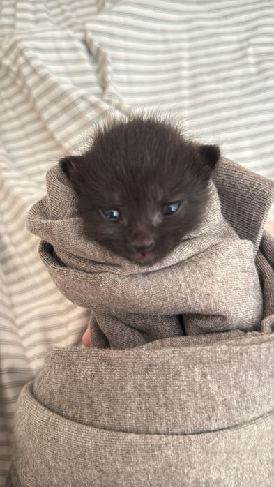 Кошки в добрые руки только