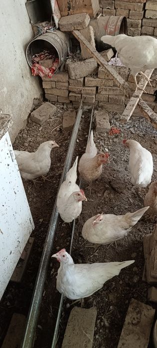 Товуклар Хар хил турлари бор