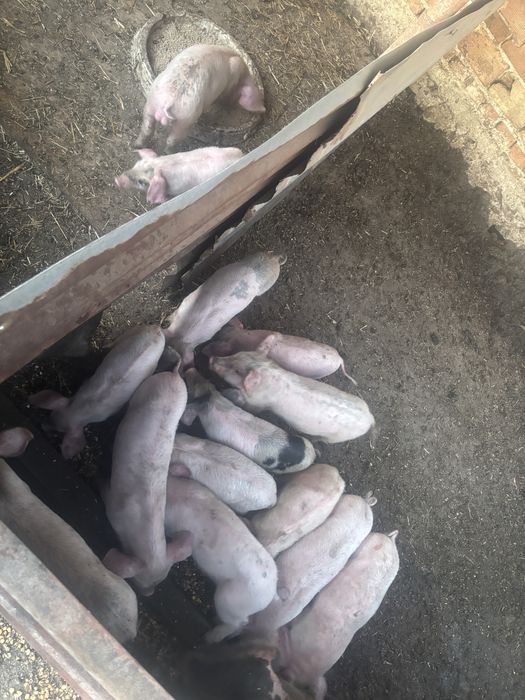 Продавам малки прасета