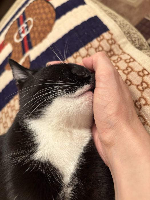 Кошечка ищет дом