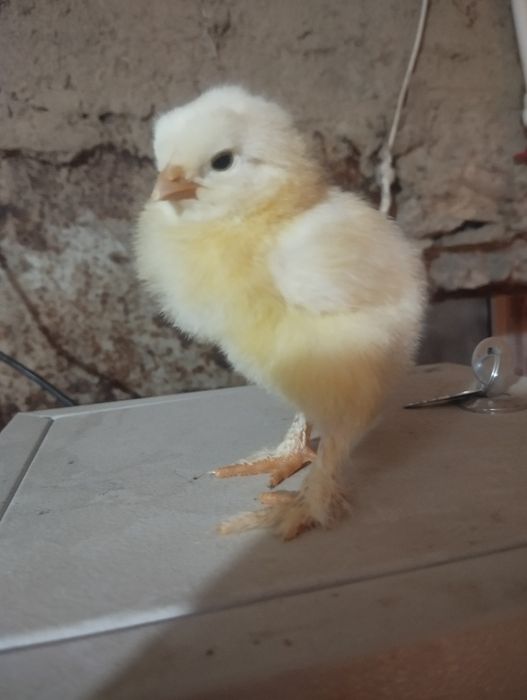 Bramma joʻjalar sotiladi