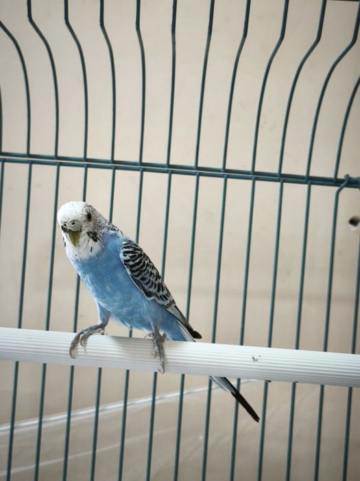 Продам волнистого попугая