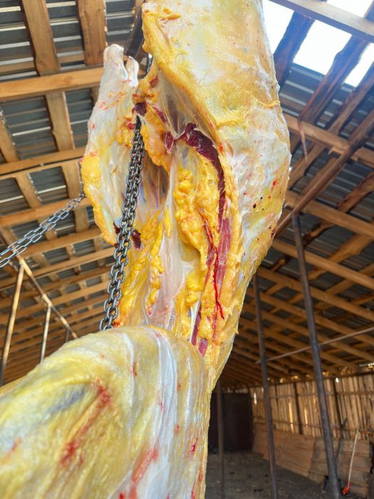 Бие конина мясо ет