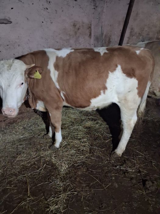 Vand vițică bălțată