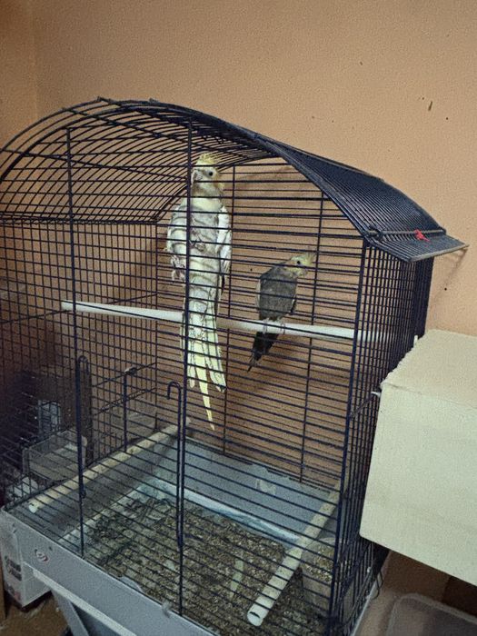 Pereche nimfe tanara