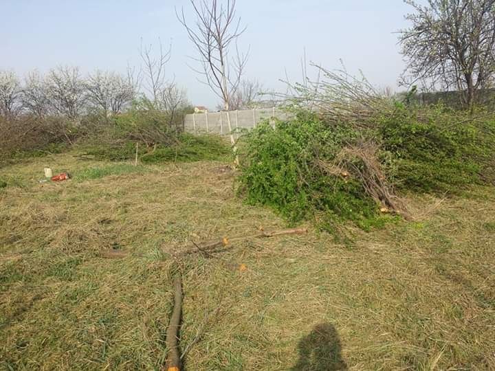 Tuns (toaletare) pomi