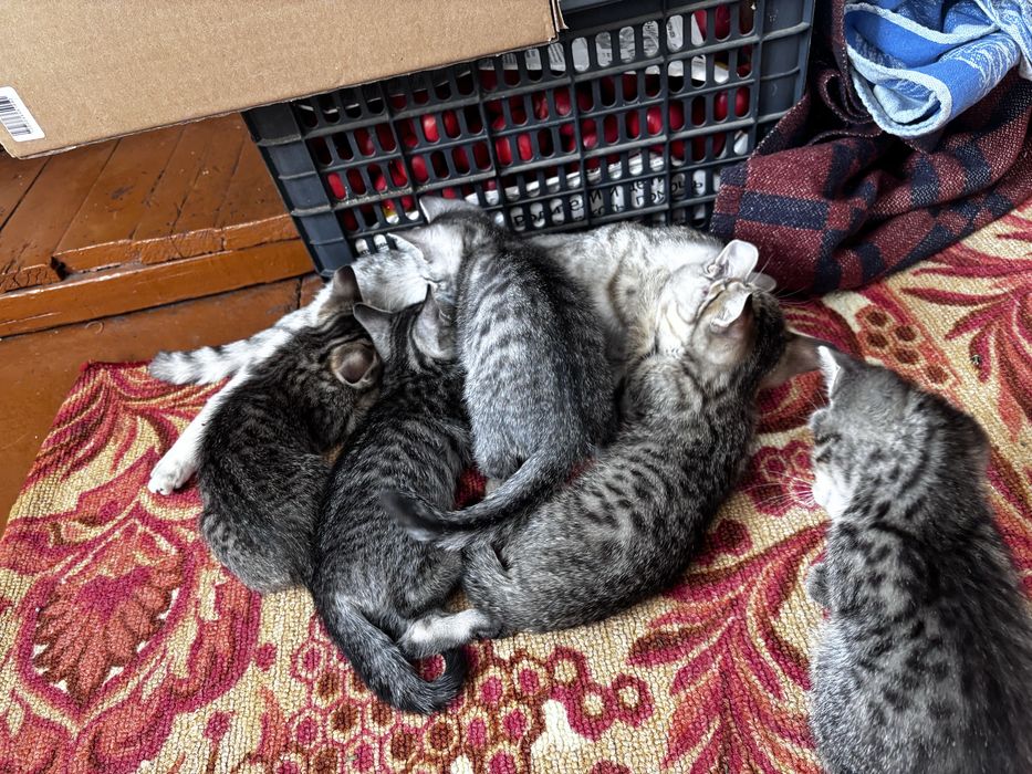 Продам котят шотландцы