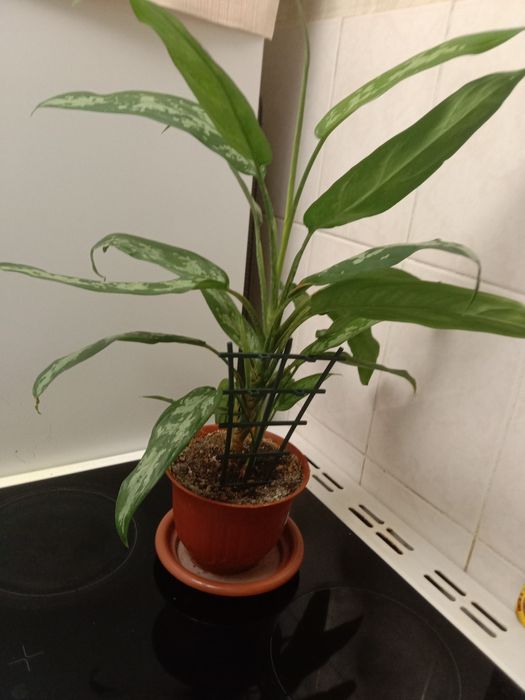 Комнатные цветы в продаже