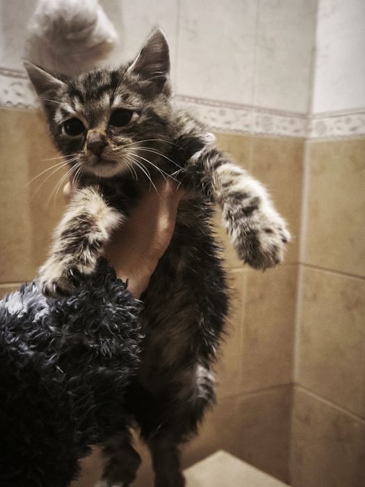 Малко коте търси дом