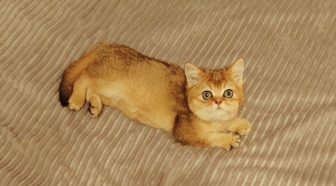 Котята Голубые , Золотые , Бикалоры
