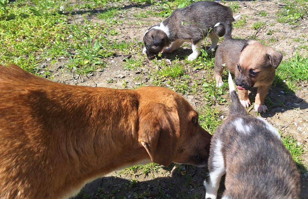 Catelusi pentru adoptie