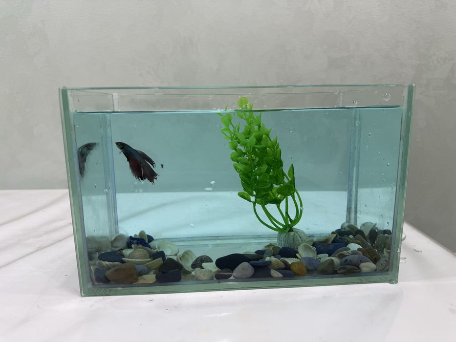 Аквариум с рыбкой и сомиком