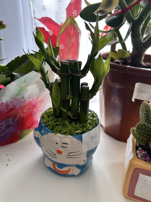 Кактусы суккуленты распродажа