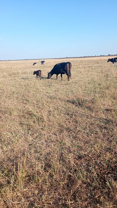 Angus Viței de pus la vaca și mai mari in carcasă