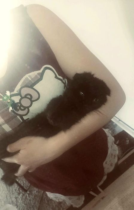 К продаже котенок-мальчик в эффектном черном окрасе (solid black).

•