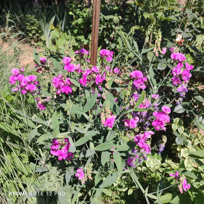 Садовые растения.