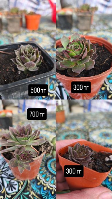 Продам суккуленты садовые.