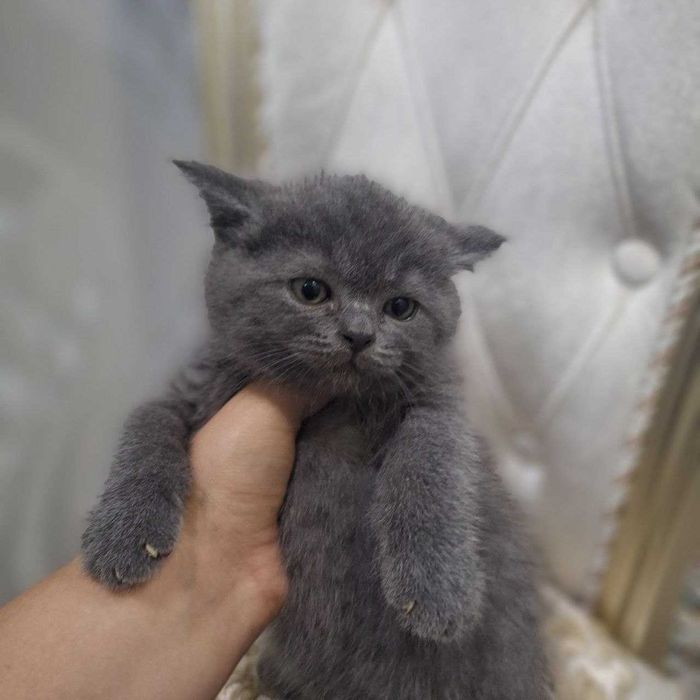 Mushuk bolachasi skotish fold