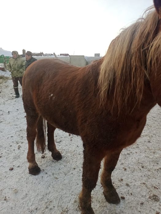 Лошадь (Жеребец)