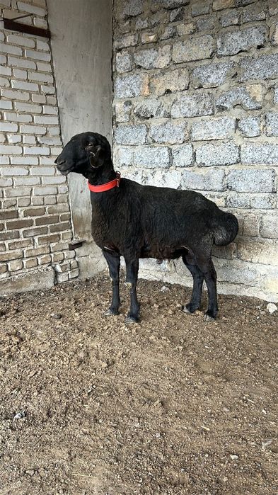 Арашан кошкар 3года