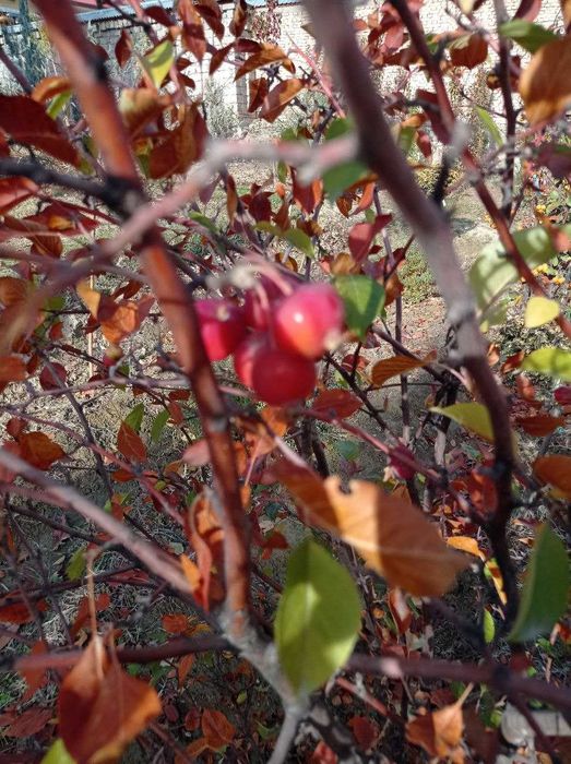 Ранетки импортные