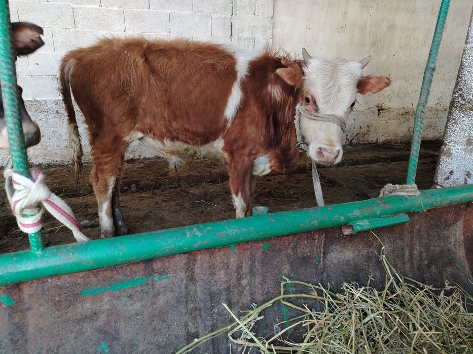 Еркек бұзаулар сатылады