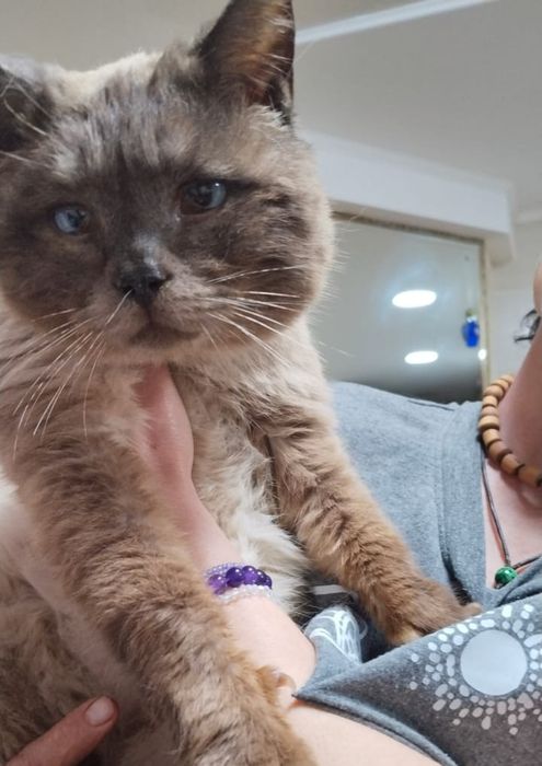 Кот для ребенка отдам