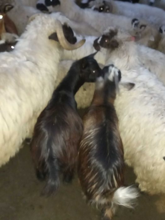 Vand 10 capre 350 de lei bucata valabil doar azi