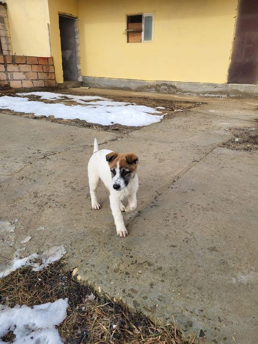 Девочки помесь охраницы