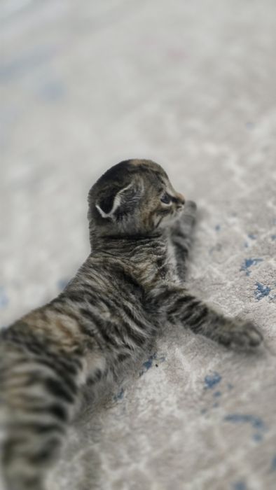 Шатландско веслоухая