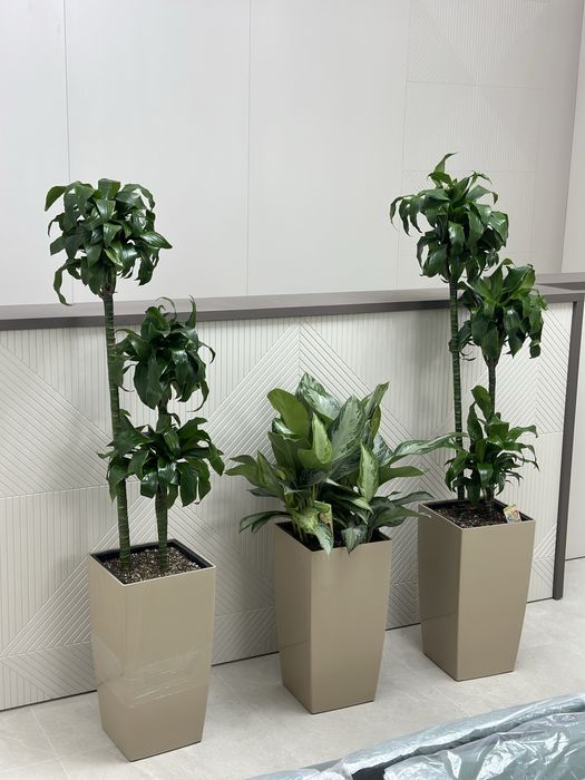 Офисные цветы оптом от поставщиков