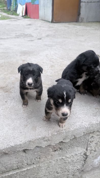 Ротивер породистые щенки