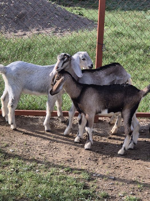 Козлята англонубийские.