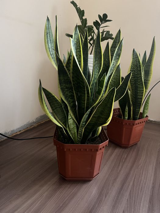 Цветы гулдер бар