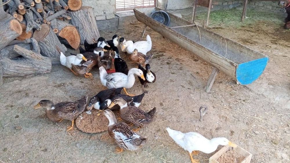Ordak va Gozlar sotiladi kelishilgan narxlarda