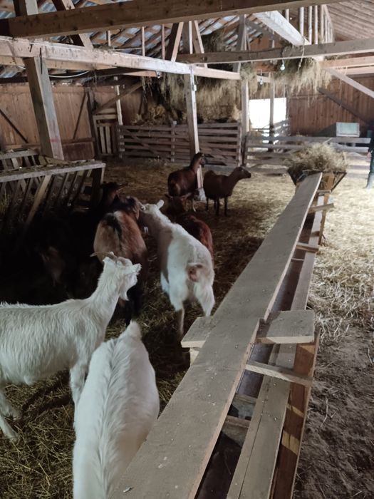 Vand sau schimb capre